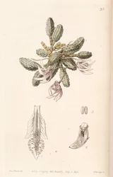 Dendrobium cucumerinum or Dockrillia cucumerina